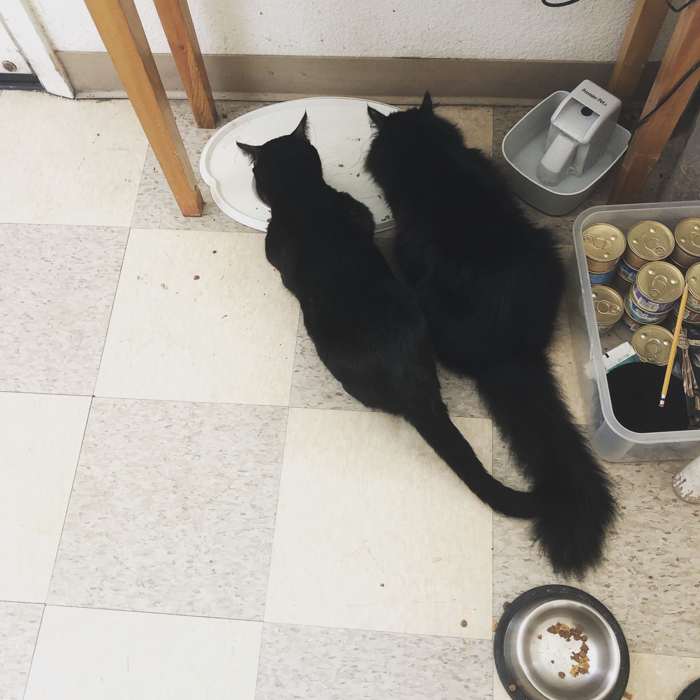 Gypsy and Goku